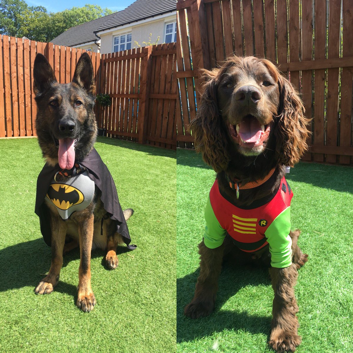 The dynamic duo #PDRudi and #PDEddie are making sure they’re ready for their Nightshift Week #BatDog #RobinSpaniel #PoliceDogs  #DressForTheJobYouWant