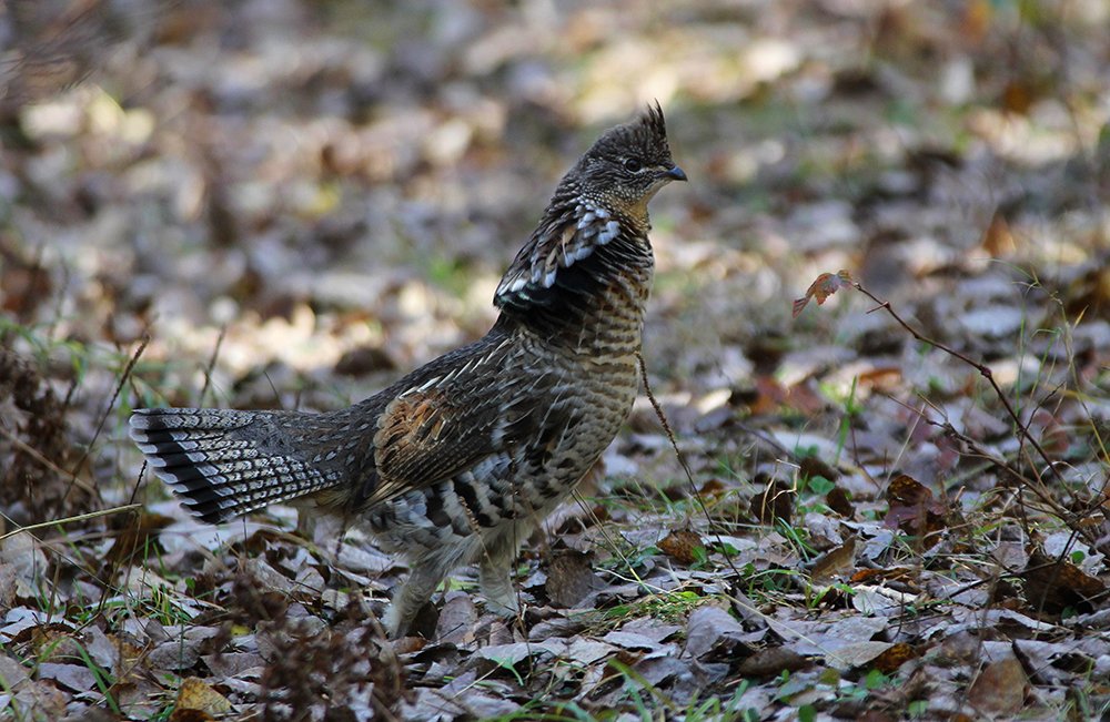 OutdoorNews's tweet photo. @mndnr: Ruffed grouse numbers down 29 percent from โ17; sharp-tailed grouse counts also drop. #RuffedGrouse #sharptails #hunting https://t.co/HHeU6rOMcf https://t.co/OtYiVNEYCV