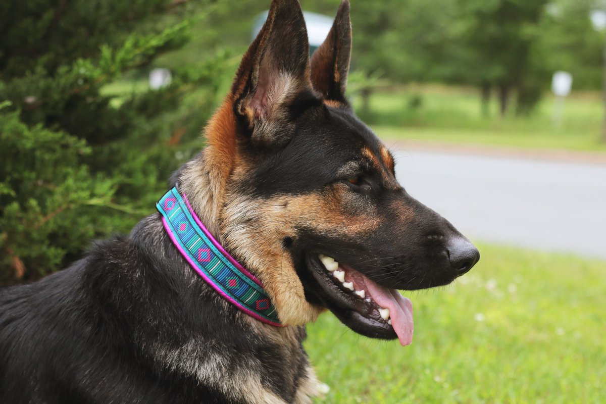 leerburg's tweet image. Limited edition keeper collars - NEW COLORS: leerburg.com/keeper-pattern… #limitdedition #dogtraining #dogsoftwitter #dogsofinstagram