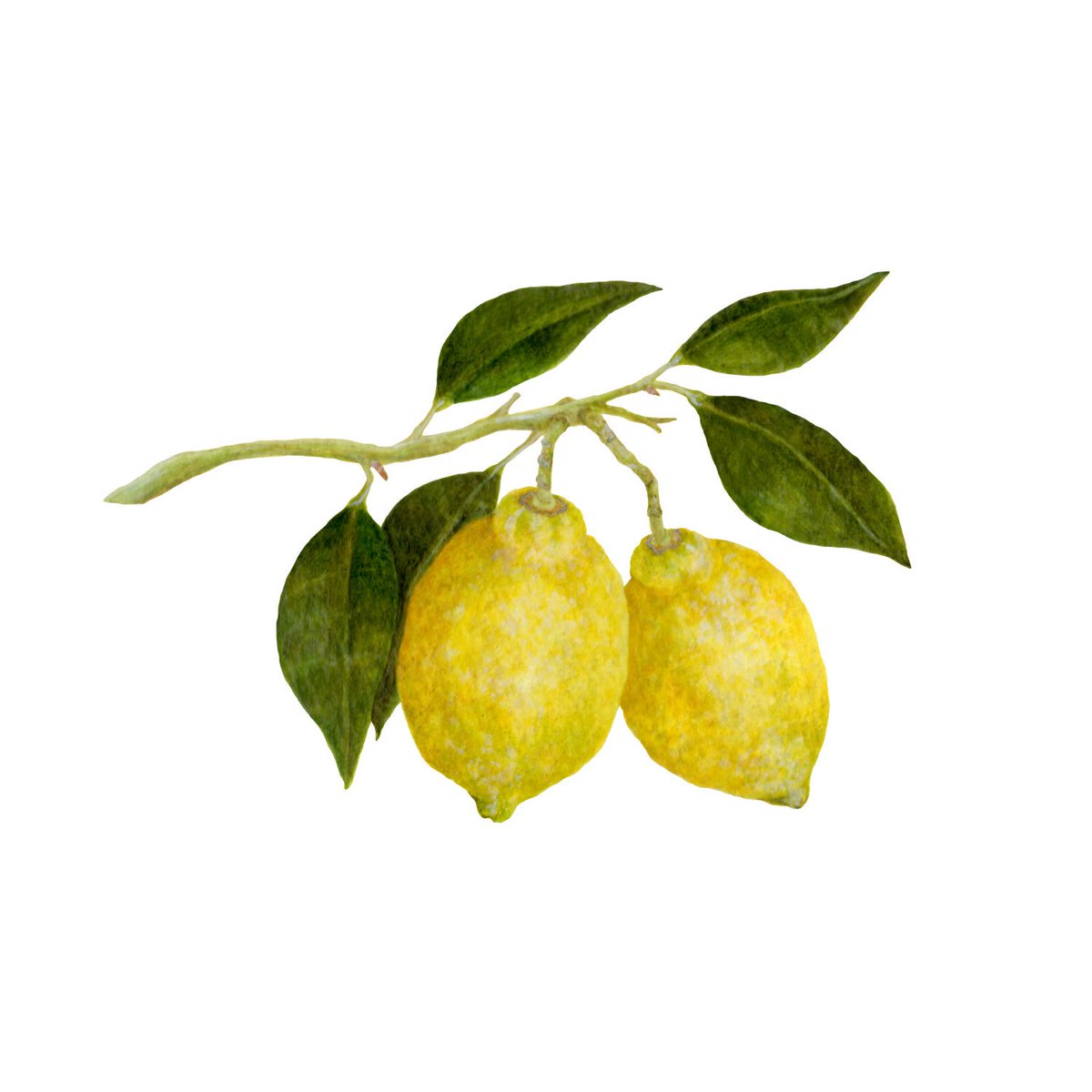 Marimachoと日和 最後のレモン描き終えました 絵 手描き イラスト お絵かき 絵描きさんと繋がりたい アクリル絵の具 フルーツ レモン Illustration Art Drawing Acrylicpainting Painting Lemon Fruit T Co Rvuxbofb19 Twitter