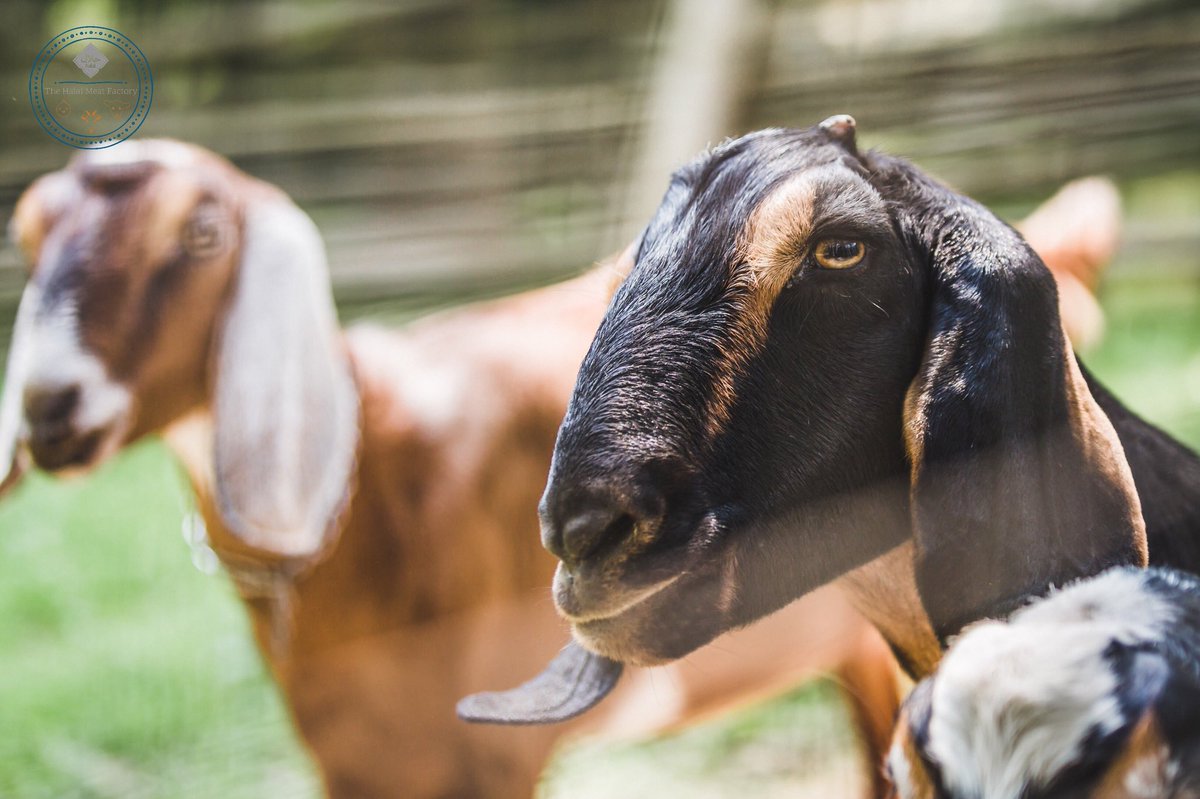 thehalalmeat's tweet photo. 🌞 #GoodMorning Rise &amp; Shine #Texas 🇨🇱 | Farm to table | 💯 Organic | Grass-fed Halal #Goat 🐐 | Order Online &amp; we’ll deliver to your front door #Fresh 🥩📦🏘
#FarmToTable #FarmLife #HalalFarm #Fitness #Healthy #CleanEating #Gym #Lean #Protein #Austin #CanadaDay #LeBron #Lakers https://t.co/cNySKQJEgN