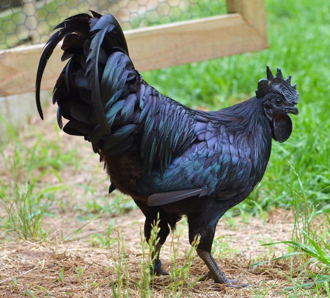 alllmduk's tweet photo. KFC anyone...well order an AYAM CEMANI Chicken next time - The "Lamborghini of Poultry"! The most unique chicken on the planet!  Up to £2000 a bird! #BonAppetit  #TheRareandUnusual https://t.co/LKP8Dj2I5p