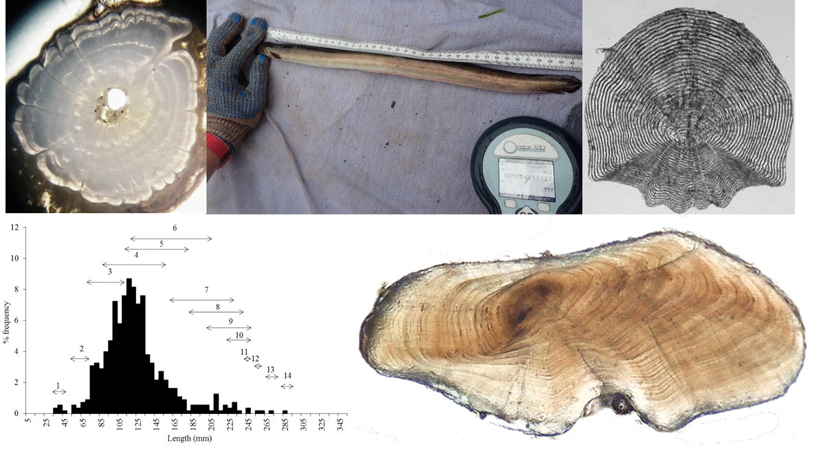 FishLab_EA's tweet photo. So, this week I (@GarethDDaviesEA) am in control of our #FishLab account and its time #FishAgeing got in the limelight. Did you know there are 3 primary means of fish determination; #LengthFrequency, #MarkRecapture & analysis of calcified structures, such as #Scales or #Otoliths. https://t.co/L3FmE23Q0v