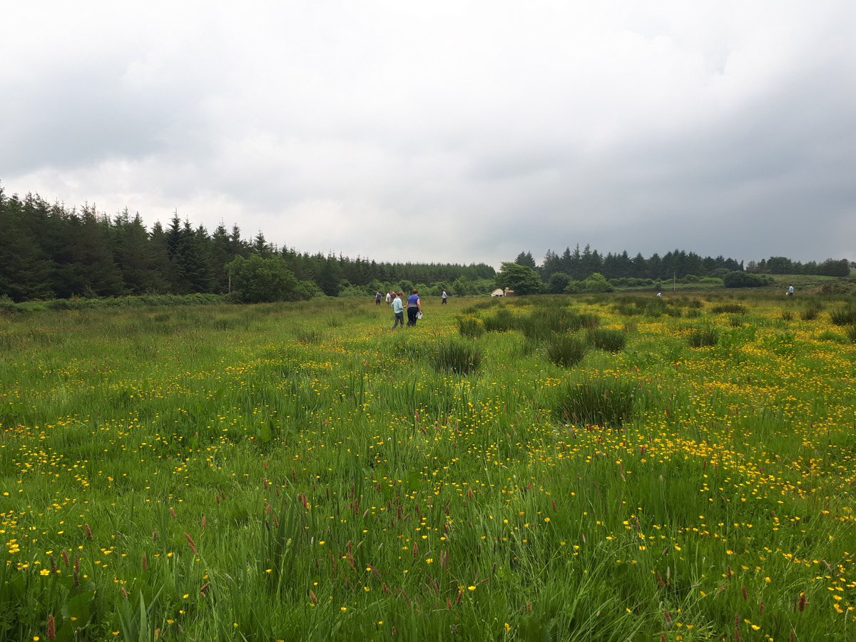 Hen Harrier Project tweet media