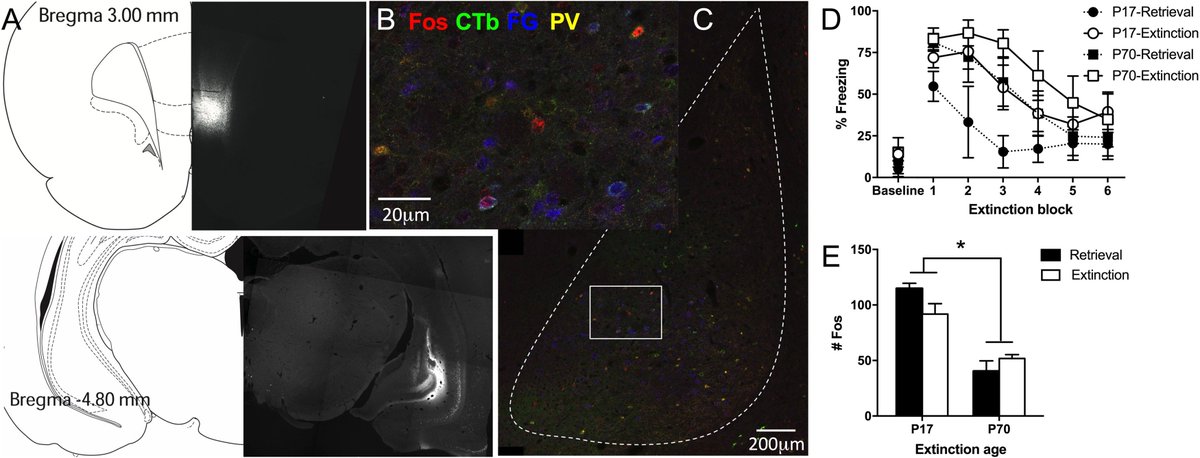 Latest from Lab: developmental differences in activated amygdala projections to hippocampus or the prefrontal cortex following extinction. (took 2 years to do all the tracer surgeries!) <a href="/DespinaGanella/">Dr Despina Ganella</a> sciencedirect.com/science/articl… #Fear #extinction #childhood #MentalHealth