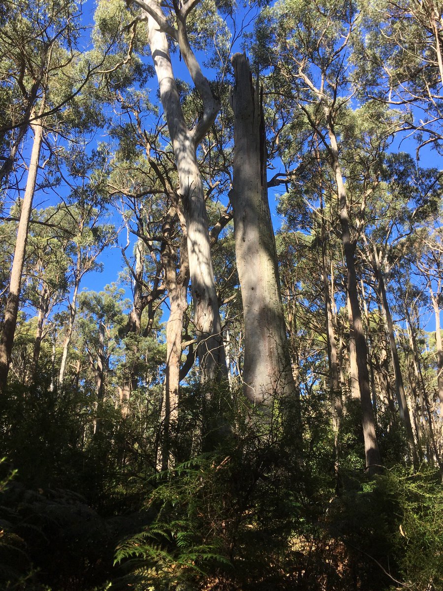 ourstrathforest's tweet photo. At #BarjargFlat in Feb &amp; March our anger &amp; anguish at logging was channelled into non-violent direct action. Five peaceful protest actions were held in the forest.
Ten protesters were singled out &amp; fined. 
Help with donations or find out more:
https://t.co/dYrqlYNo3p via @Chuffed https://t.co/V5wnk9fp2o