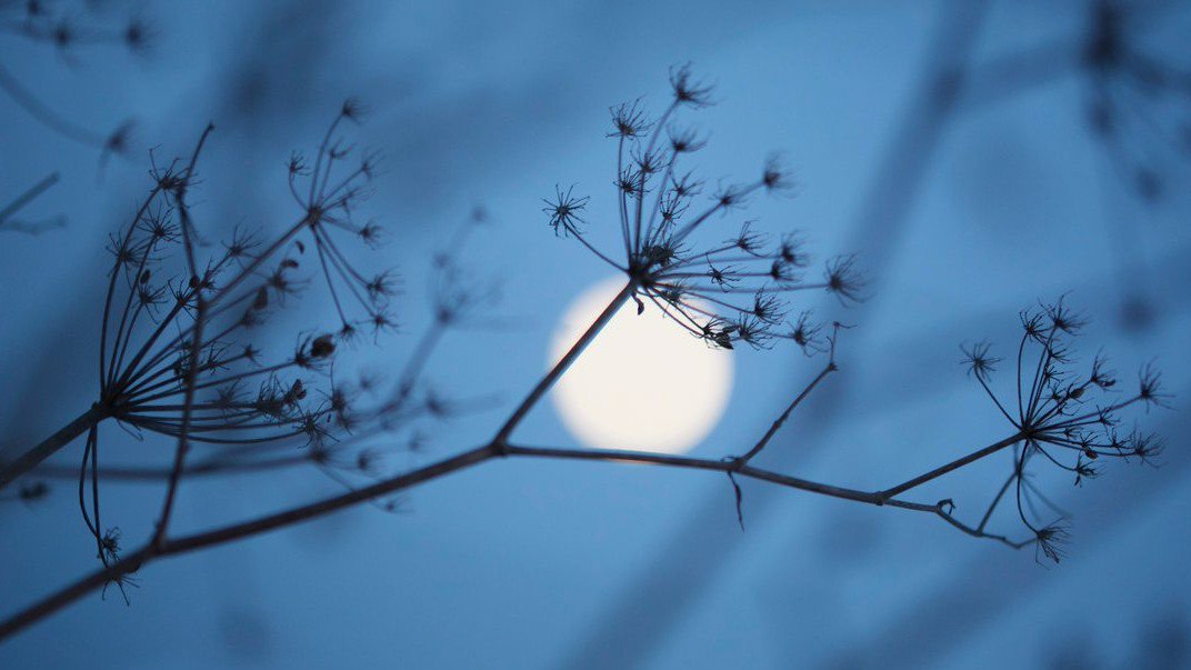 nspugh's tweet image. I can only apologise from a environmental campaigners point of view, for how sometimes, campaigning fatigue can slip in. I need to remind myself &amp;amp; others, that, if you create a space for nature it floods back in, rapidly. #ReconnectToNature for our mutual well-being.🐞🌳🌸 #UECW