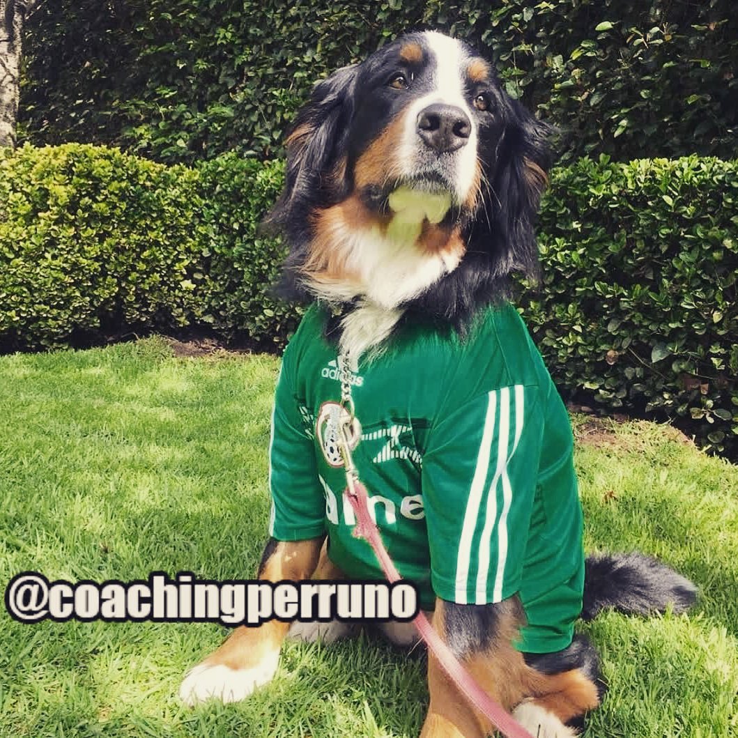 coachingperruno's tweet photo. Llegó el día, vamos a apoyarlos con todo #vivamexicocabrones #vivamexico #bernesedelamontaña #mountainbernese #perros #dogs #dogsininstagram #perroseninstagram #fifaworldcup #vamoscontodo https://t.co/oqRHXa76ZW