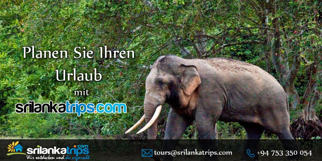 srilankatripsde's tweet photo. Erleben Sie den wahren Nervenkitzel der Sri Lanka Tierwelt Touren mit FIGCO HOLIDAYS!!!
#Yala #Minneriya #Wilpaththu #Nationalpark #Leoparden #FaultierBären #Rotwild #Wildschweine #Krokodile #Vogelbeobachter
#wildemBüffel #Jackal #Mungo #Pangolin #Elefanten #Pfauen
#Axishirch https://t.co/OnIedqXYaE