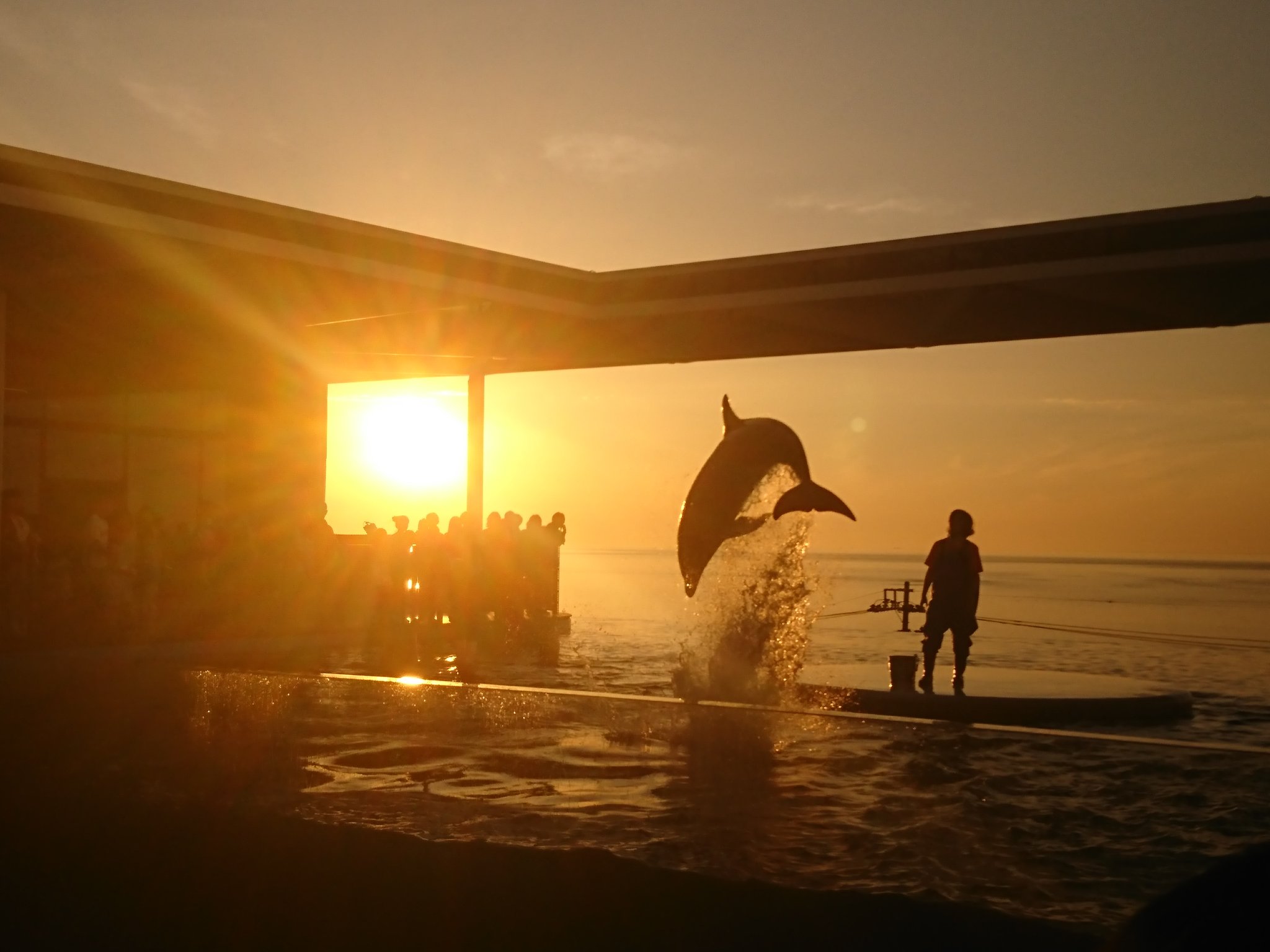 現在 日本海に沈む夕日の時間帯に合わせてイルカ ショーが行われている上越市立水族博物館 うみがたり ですが イルカショー終了後は練習の時間があり 運が良ければ綺麗な夕日を背景にジャンプするイルカを見ることができますよ うみが