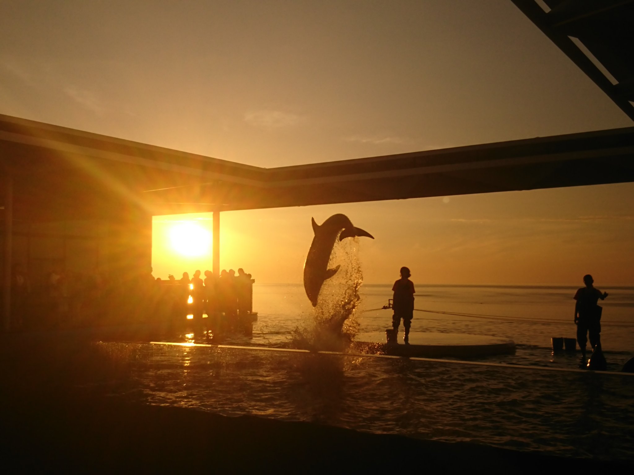 彩浜人 現在 日本海に沈む夕日の時間帯に合わせてイルカショーが行われている上越市立水族博物館 うみがたり ですが イルカ ショー終了後は練習の時間があり 運が良ければ綺麗な夕日を背景にジャンプするイルカを見ることができますよ うみがたり