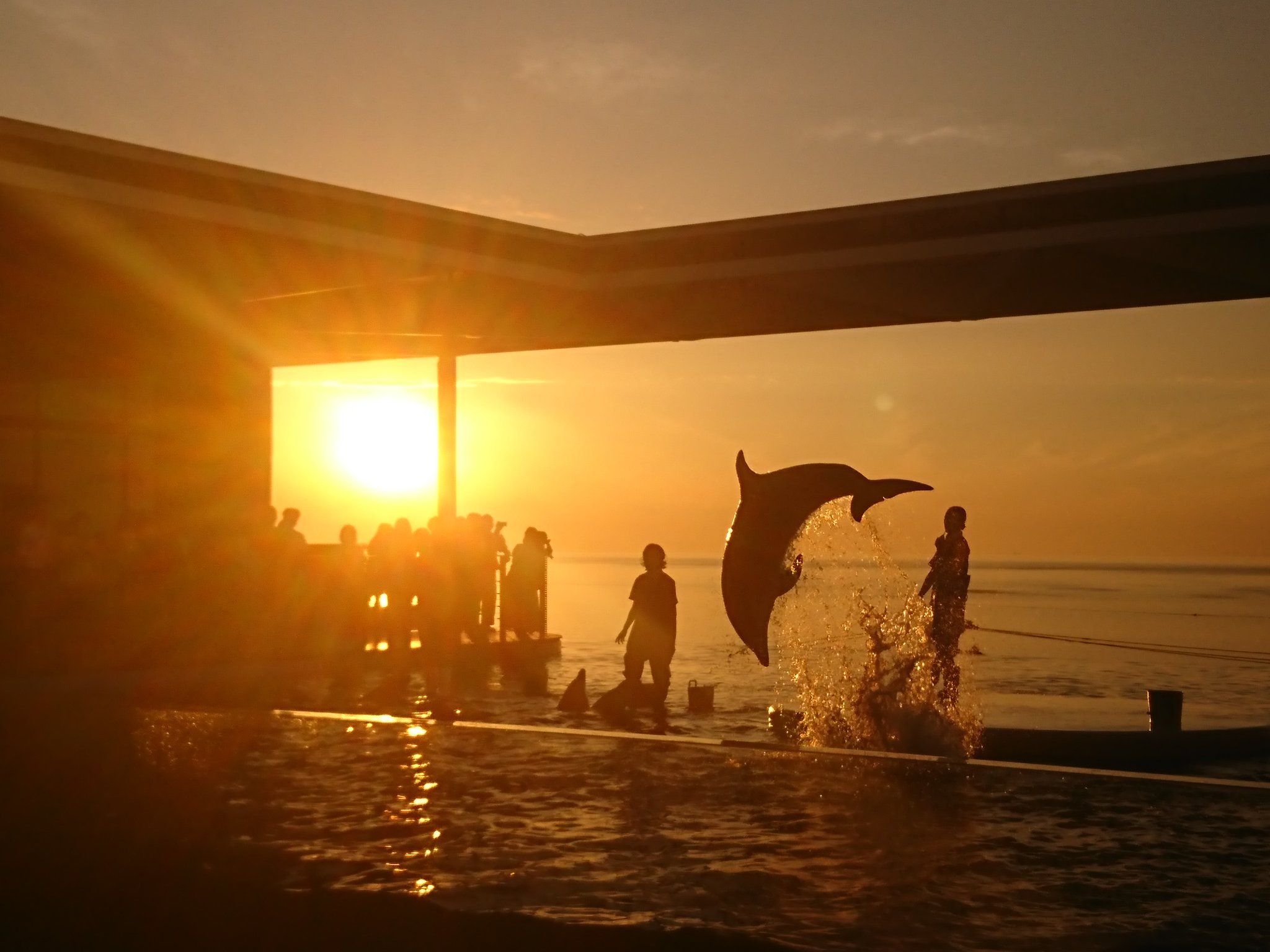 彩浜人 現在 日本海に沈む夕日の時間帯に合わせてイルカショーが行われている上越市立水族博物館 うみがたり ですが イルカ ショー終了後は練習の時間があり 運が良ければ綺麗な夕日を背景にジャンプするイルカを見ることができますよ うみがたり