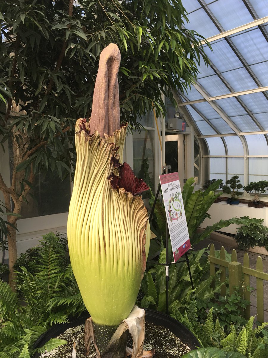 BuffaloGardens's tweet photo. #FunkyFester is closing back up. He is working on going dormant. He will be on display for several more days. Come check him out! #CorpseFlower https://t.co/FSYzmLbfe2