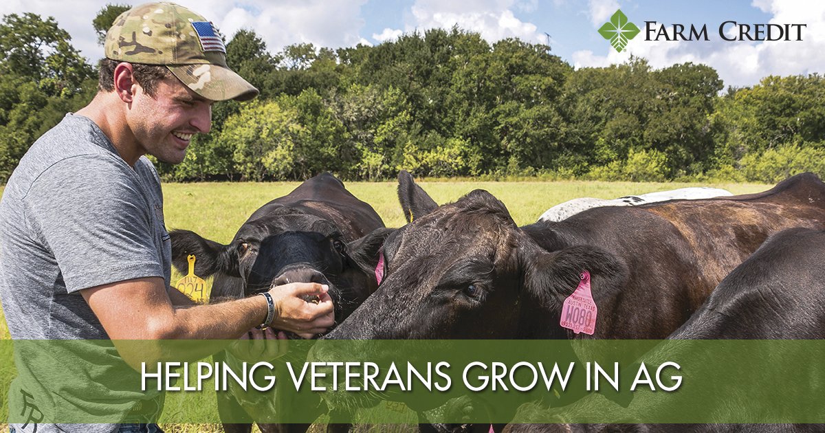 FarmCreditCFL's tweet photo. >44% of our veterans have roots in rural communities. The transition to civilian life can be difficult, but many can find a way to serve America through ag. That’s why we partner w/ @FarmVetCo to help veterans forge careers on the farm. Learn more at https://t.co/9PkCibwTXV https://t.co/hWZOO4OouR