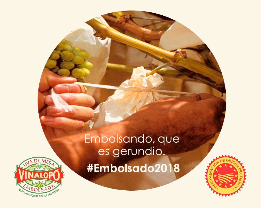 UvaVinalopo's tweet photo. #Embolsando, que es gerundio. Empezamos a proteger a la mejor uva del mundo, para que en unos meses la podáis disfrutar en todo su esplendor. #Embolsado2018 #UvaEmbolsadaOn #BaggedGrapes #Uva #Food #ValleDelVinalopó #Alicante #DOP https://t.co/FylOTVknmZ