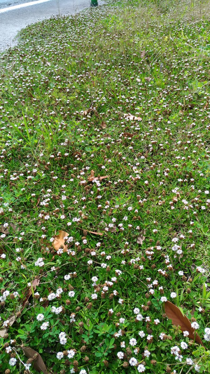 こころんグリーン على تويتر 玉名の主要道路沿いの白い小さな花 2 熊本 玉名 白い小さな花