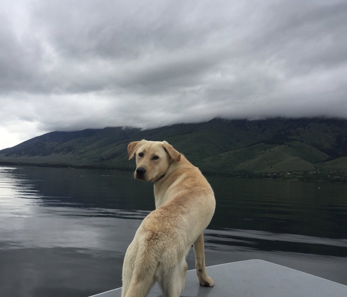 Dog__360's tweet photo. Happiness starts with a wet nose and ends with a tail. 🐾 Tag a friend who would enjoy this 📸 #river360 #dog360 https://t.co/lcgwUdVzkA