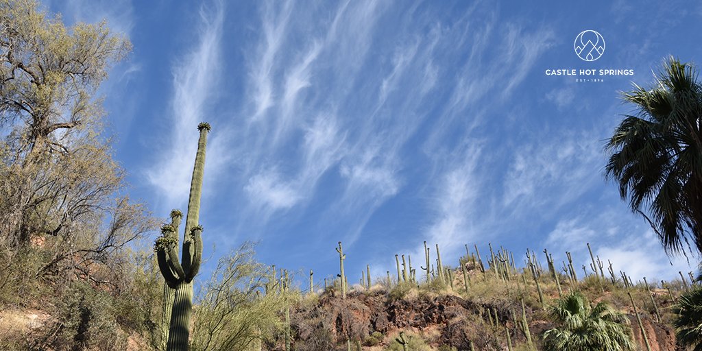 CastleHotSpring's tweet photo. It's Monday of a short work week! Wishing you a picture perfect type of day!
#CastleHotSprings #CastleHotSpringsReturns #saguaro #cactus #sky #picturespot #view #travel #destination #desert #arizona https://t.co/vlTdom25wM
