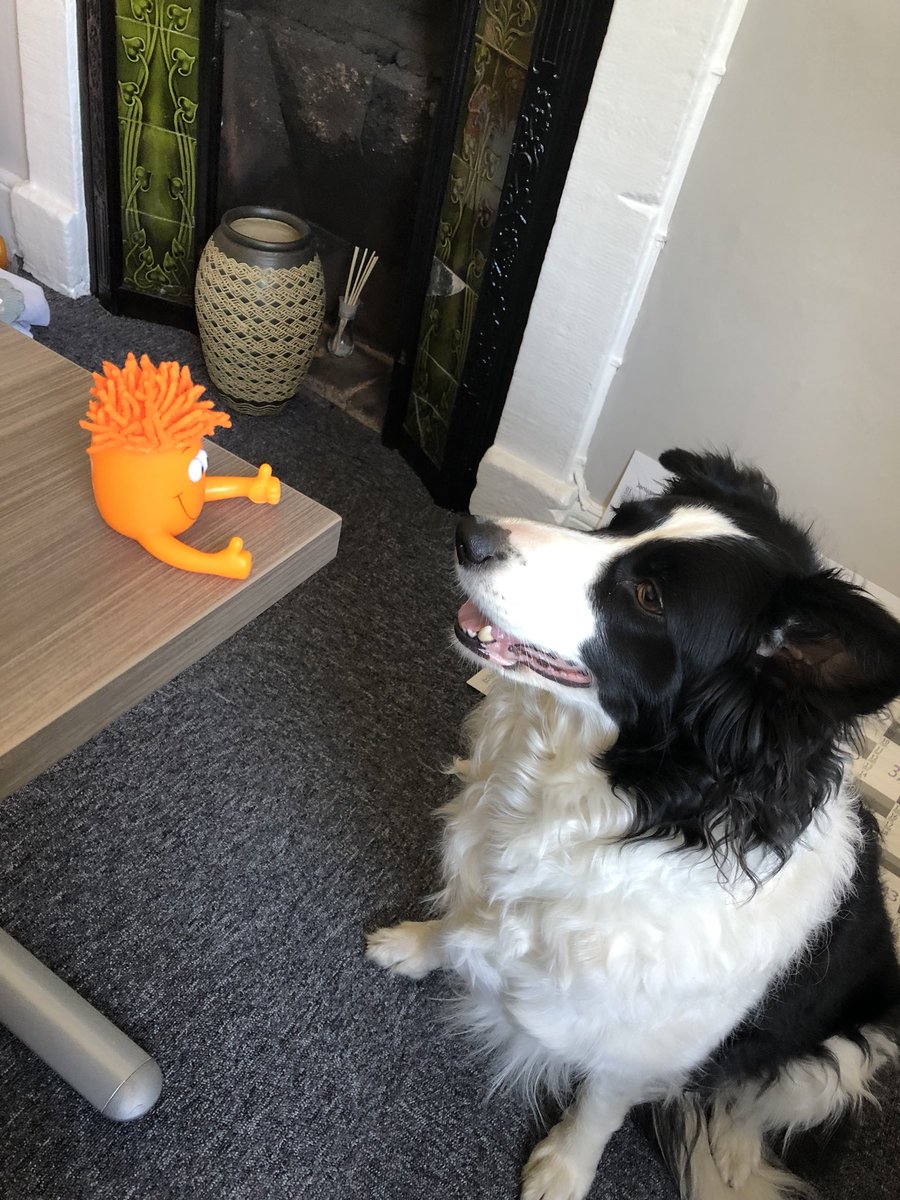 We have Rosie in the office this afternoon and I think she has her eye on someone to play with 👀 #DogFriendlyOffice #PhotoOfTheDay #Cumbria