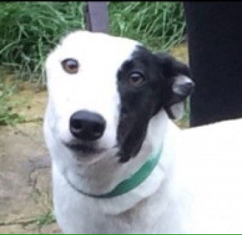 Lost: White With Black Patch On Left Eye Greyhound Female In South East (MK6) doglost.co.uk/dog-blog.php?d…