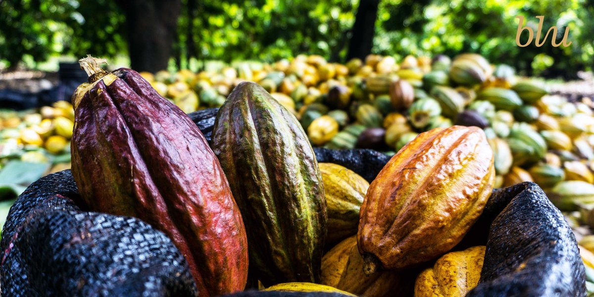 Blu_Chocolate's tweet image. #DidYouKnow that, the seeds of Cocoa beans have no aroma or any flavor that closely resembles to that of a Chocolate?
#Bluchocolate #DidYouKnow #chocolate
