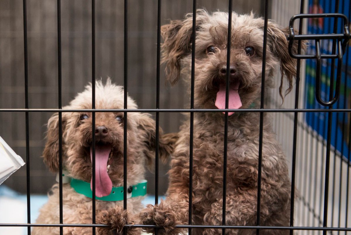 humaneworldorg's tweet photo. BREAKING: @JohnKasich signed into law anti-puppy-mill legislation that implements major reforms designed to improve the lives of breeding dogs. 👍 https://t.co/WA5pIGPmNI https://t.co/Vti14CbFEU
