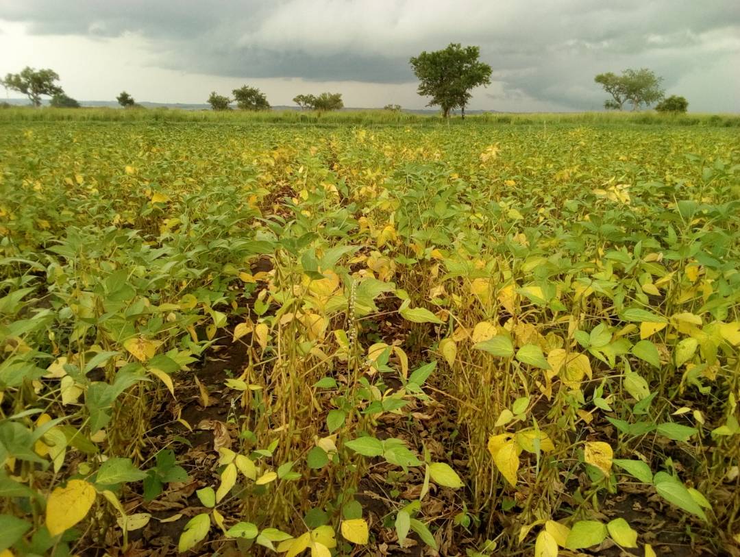 LSBs at various stages in QDS Cycle- Soybean seed field, seed germination test and packaging seed in small packs to capture market. <a href="/cnoahug/">Andrew Noah Chebet</a> , <a href="/issd_uganda/">ISSD Uganda</a>
