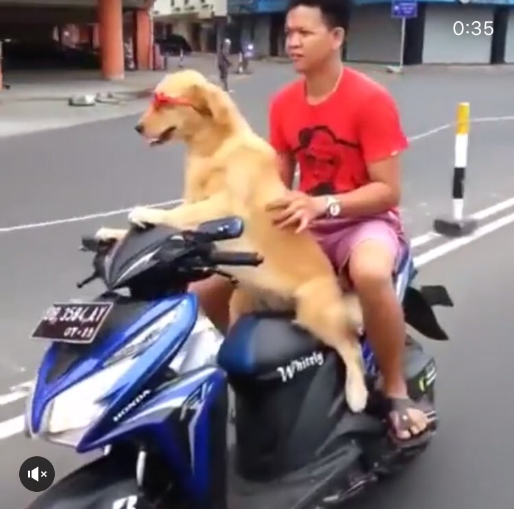 Zhipcode's tweet photo. En Thailandia hasta el perro maneja moto! https://t.co/rm1jRelBG5 https://t.co/s3RryjCfvF