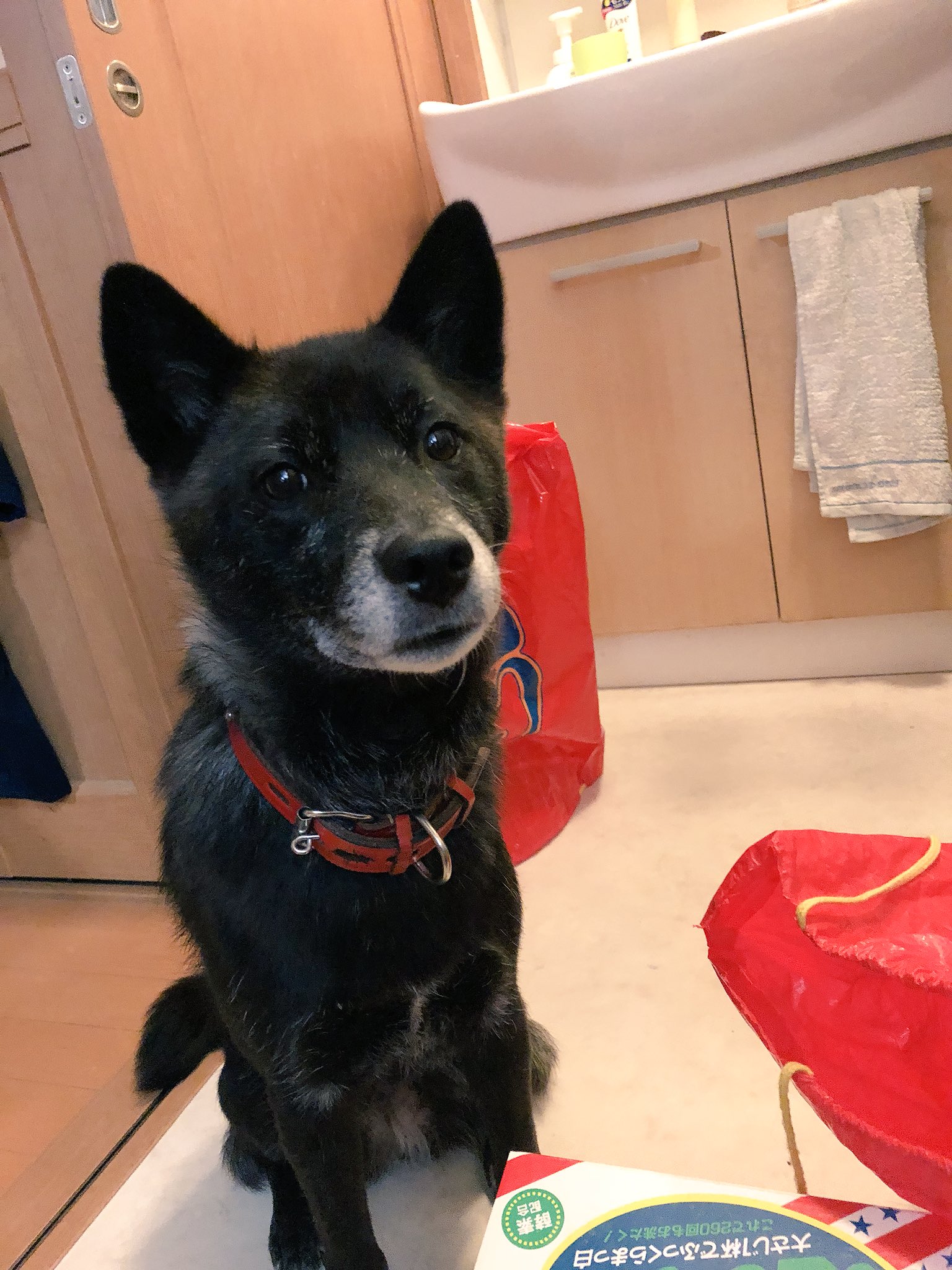 可愛い面白い犬の写真 Cdp2v Twitter