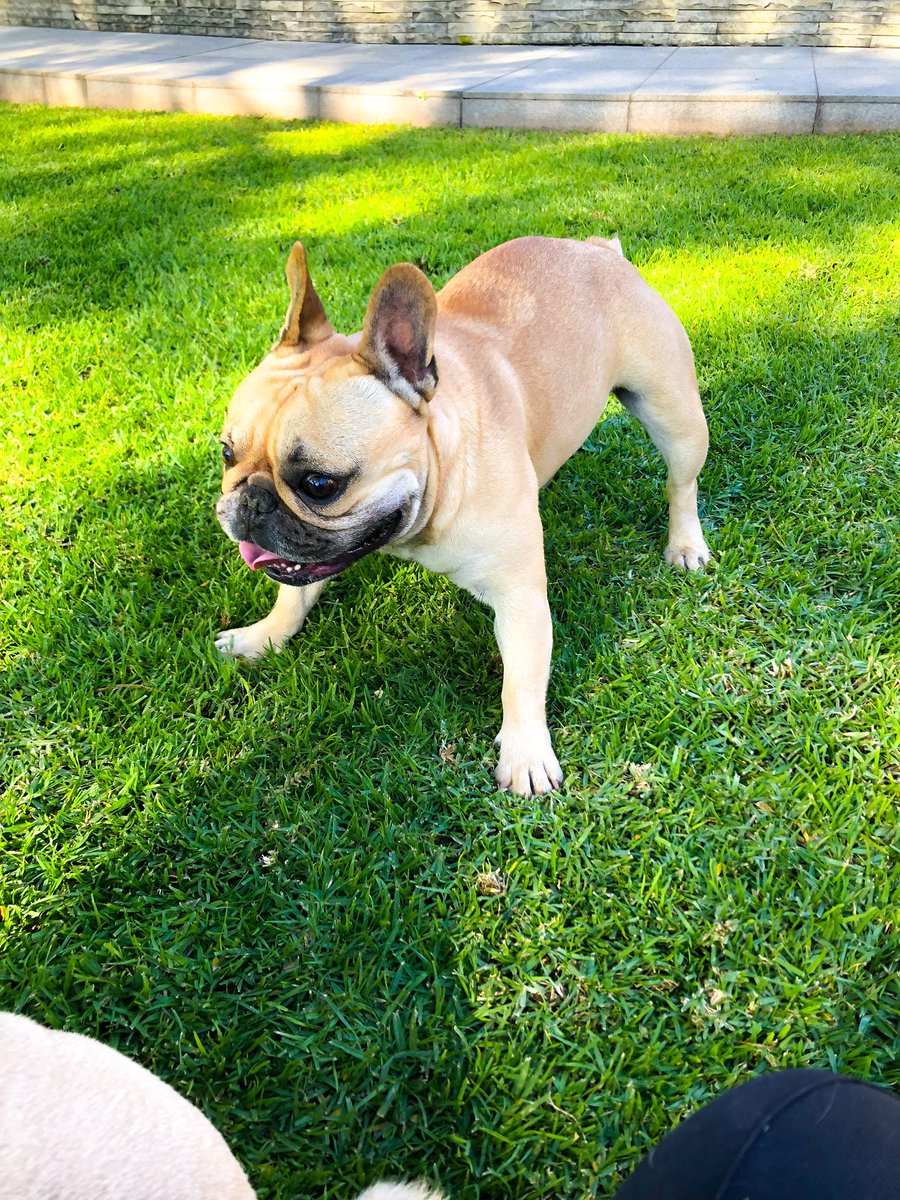 lileezyy's tweet photo. A doggo date with Hugo (OG $ad boi) and Zac💕🌞 https://t.co/Ch6LNdq8gq
