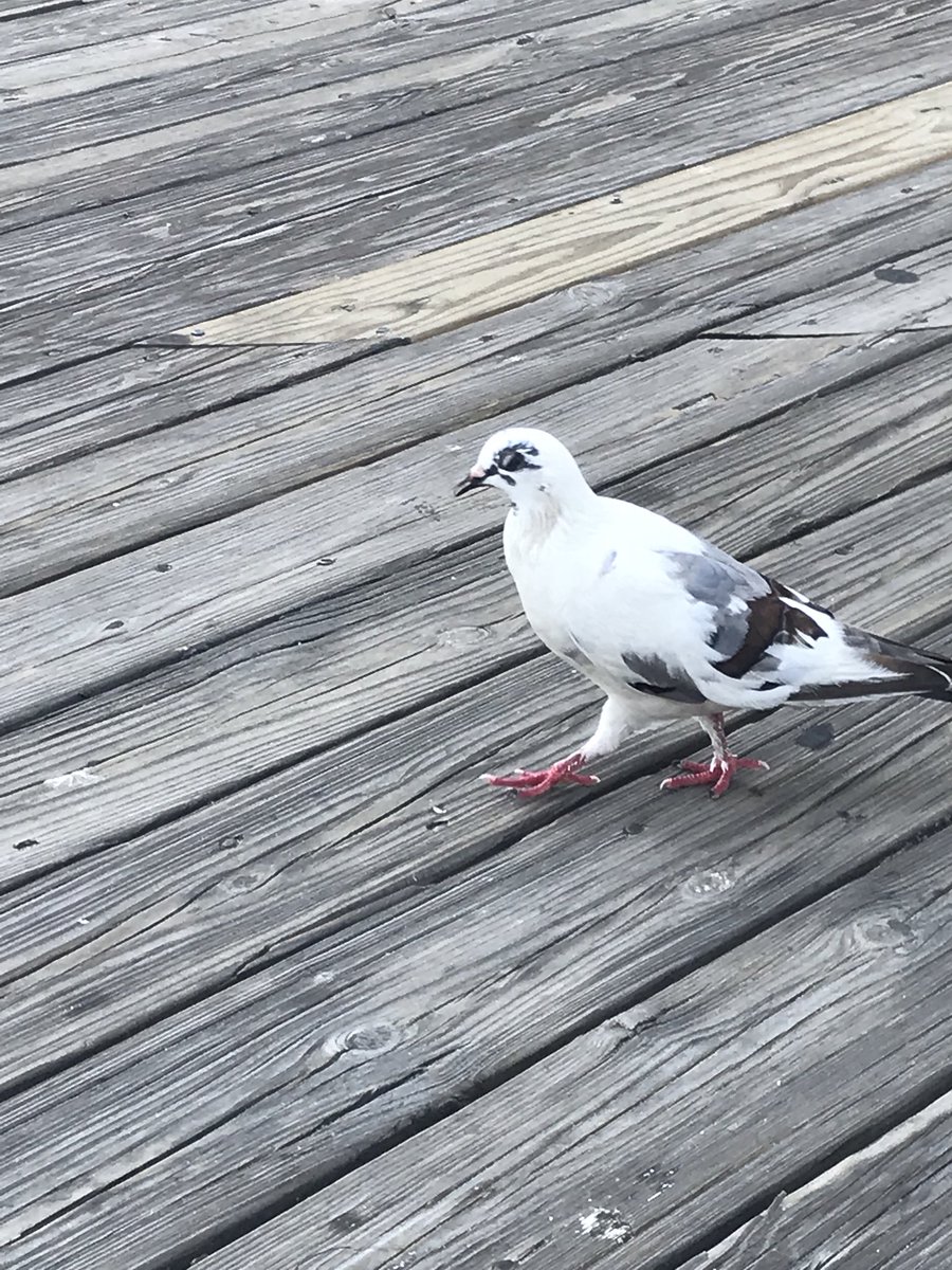 r_ugaspeREADY's tweet photo. Walk into Monday like this pigeon...with your head bobbin and your best foot forward #strut #PIGEONSQUAD #MondayMotivation https://t.co/0KueOsY8kB