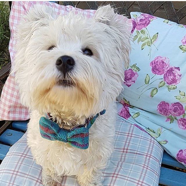 BowzosBowzo's tweet photo. Harris showing off his newest collar! #bundleofjoy #westie #westiesofinstagram  #supercute #turquoise #tooadorbs #harris #harristweed #dogoftheday #dogsofinstagram https://t.co/ONnabxRyaS https://t.co/bcCFKphYnc