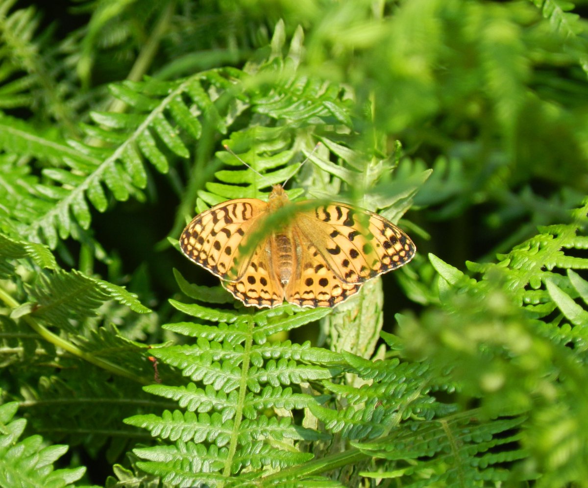 ianlynch50's tweet photo. @SimonATMB_BC @dartmoornpa @ExmoorNP @NTSouthWest @DevonWildlife @BCDevon @savebutterflies @SamEllisBC @DrBulman @MatthewOates76 @naturemeg Hi Simon - saw these at Aish Tor - are they High Browns or (as I think) Dark Greens?  Hard to tell them apart.  Thanks https://t.co/Gw9LCyLzL8
