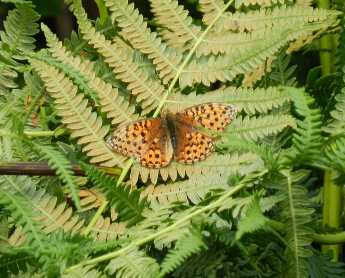 ianlynch50's tweet photo. @SimonATMB_BC @dartmoornpa @ExmoorNP @NTSouthWest @DevonWildlife @BCDevon @savebutterflies @SamEllisBC @DrBulman @MatthewOates76 @naturemeg Hi Simon - saw these at Aish Tor - are they High Browns or (as I think) Dark Greens?  Hard to tell them apart.  Thanks https://t.co/Gw9LCyLzL8