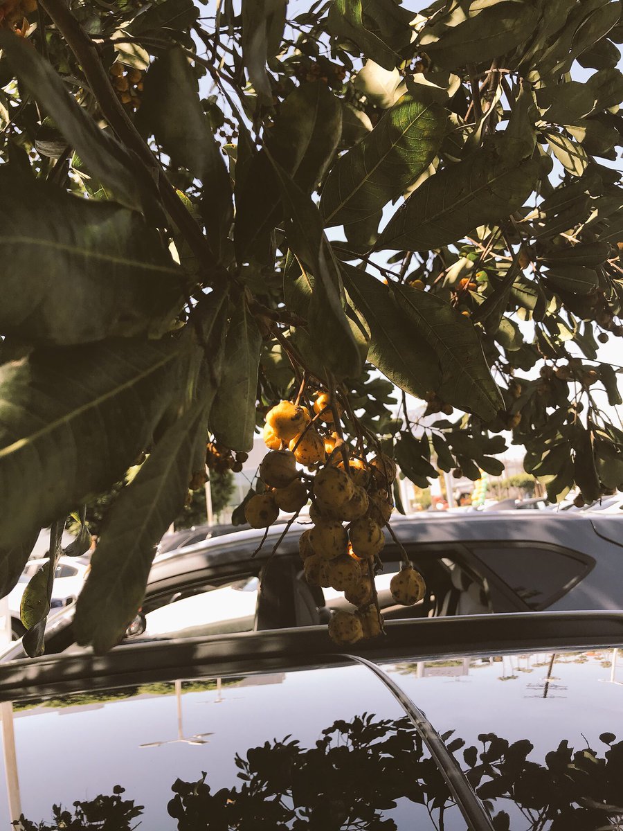 HaleyBrookeWal1's tweet photo. I guess I just really like taking pictures of nature haha

#aesthetics #pictures #nature #naturephotography #photography #iphone #iphoneography https://t.co/jyl3eJFtc6