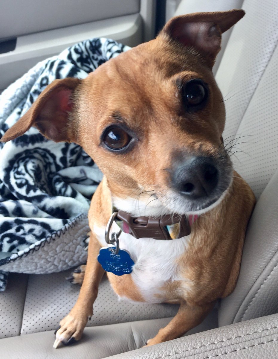 essentialfairy's tweet photo. @davidlabrava She’s my lil side kick #puppylove https://t.co/mTovoPlM4v