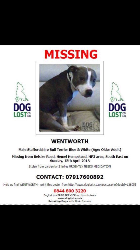 FindWentworth's tweet photo. I love my human Mum. Always have always will. 

I miss her terribly. Why can’t I go home? I was only in foster care for a short while and they did something to me. 

Have I been sold? Has someone bought me?

I need my Mum. I need sofa cuddles. 

REWARD** #FindStolenWentworth https://t.co/RNdIKJlTSN