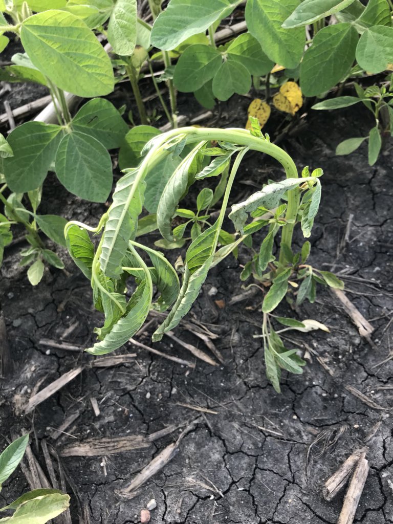 LonghenryAG's tweet photo. CHS Level Best with Liberty, AMS and Gatlin stepping up to the plate for a Hail Mary. Pictures are of original seed size and density, 16 hours later, and 4 days later. https://t.co/Tkf8XY0bDU