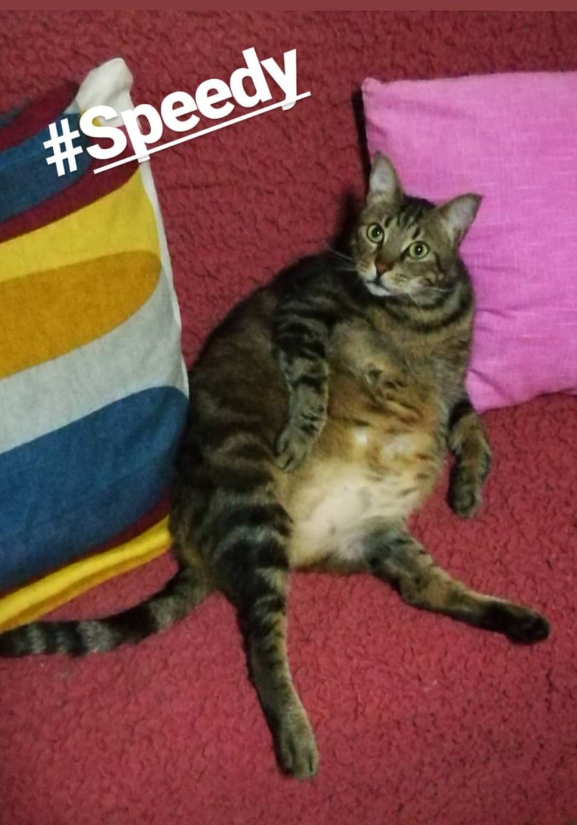 _pamelapierini_'s tweet photo. Il gatto di mia nonna forse quest'anno non passa la prova costume 😅 https://t.co/nB7aMjrP2x