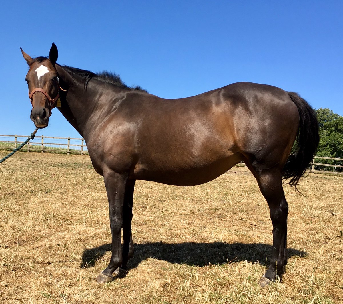 Readswoodstud's tweet photo. Grey 2yr filly by #AussieRules @Lanwades her Dam #Patronne (Bay)from the super family of #Pato #MyEmma #SatonoCrown #LighteningQuick a real LANWADES family of winners. #Patronne by Domedriver is currently infoal to @DANON_BALLADE_ by Deep Impact due #February2019 @T_Bloodstock https://t.co/ph1cqpLtp2
