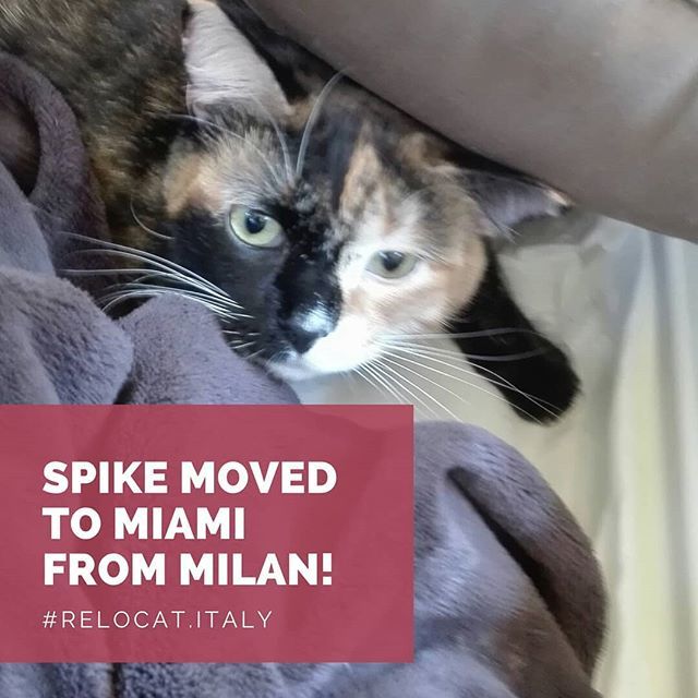 ReloCat_Italy's tweet photo. #cats #catlover #relocat.italy #italy @relocat.italy https://t.co/Pj2JwIPclQ https://t.co/riRz9E4roi