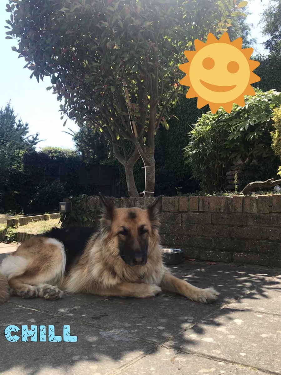 WonderDogCoco's tweet photo. Under the Tree
Under the Tree  🎶
It’s nice &amp; cool here
Nothing to do here
I’m just being Me 🎶🎵🦑🧜🏼‍♀��� https://t.co/p74J29Bjlk