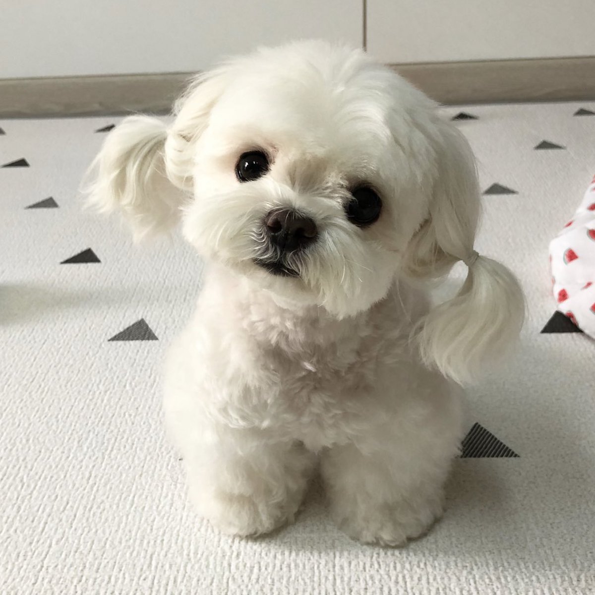 морда собаки. акита-ину. сибирский хаски щенки. порода собак вики. порода боксер.