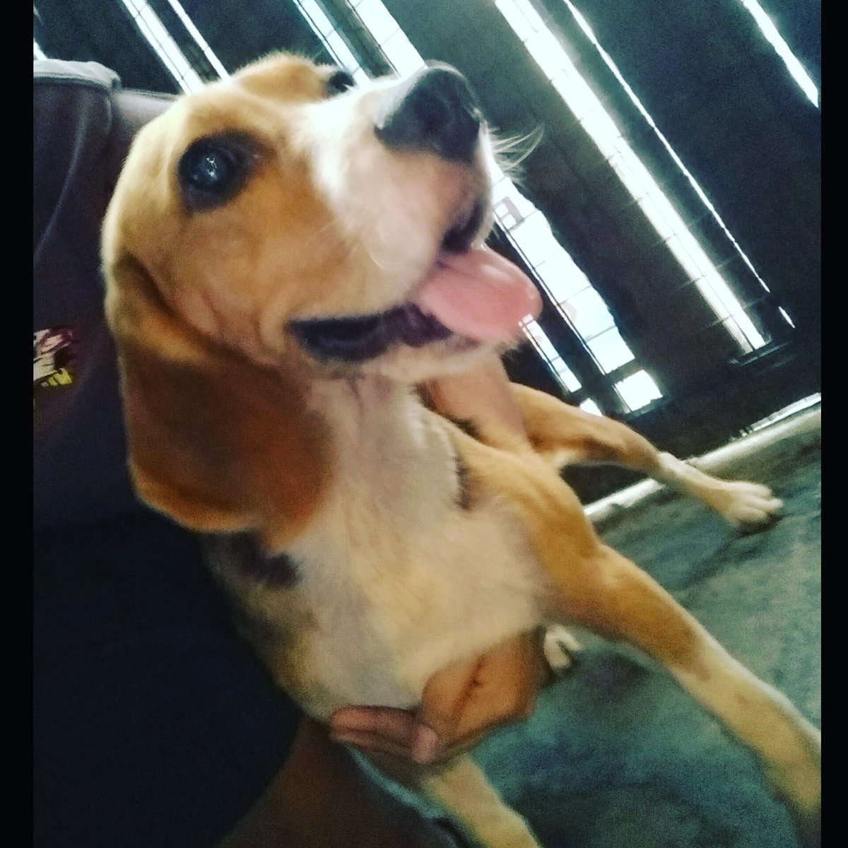 I'm a happy fur baby. 😊🐶🐾
.
#furbaby #cuddlebug #beagle #beaglephoto #beaglephotography #beagles #beaglelove #beaglesworld #beaglelovers #beagleloversworld #beagleph #beaglephilippines #beagleclub #beaglesdaily #beagleface #beaglemania #beagleboy #beaglelife #albertthebeagle