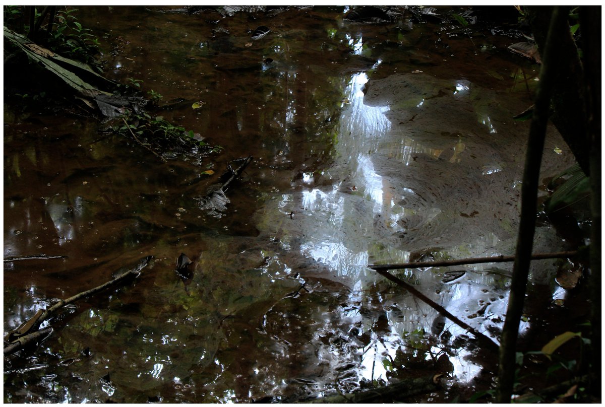 Chevron_Toxico's tweet photo. @CorteConstEcu  el 75% de la población usa el agua contaminada, no por el desconocimiento de peligros, sino porque la población ha quedado sin ninguna otra opción para el consumo. #ChevronCulpable https://t.co/xlbUETHLPh https://t.co/4ZGPspc19W