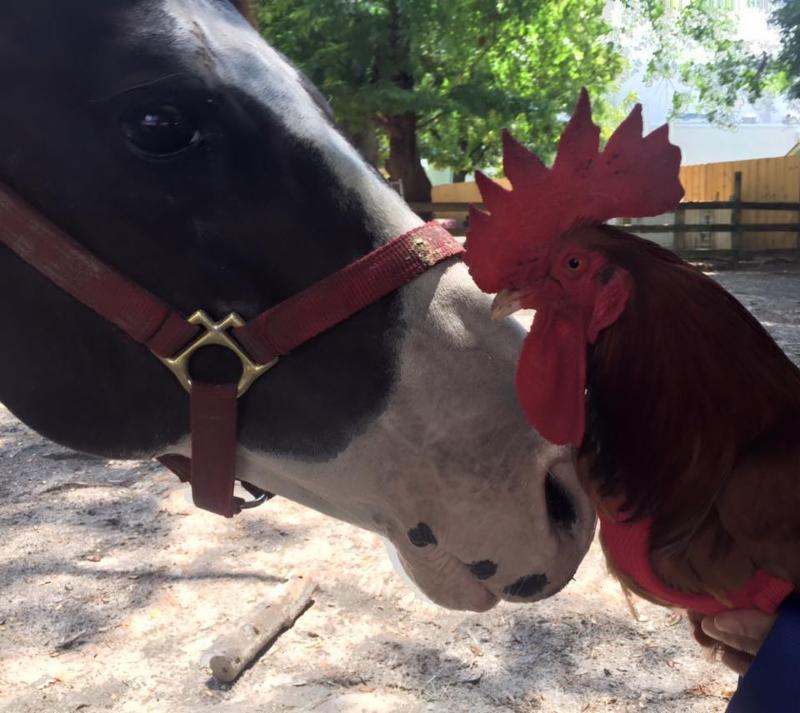 Celebrate the 4th of July with Poplar Grove's Farmers' Market, Stables, Basket Gallery an... conta.cc/2Kncz8y