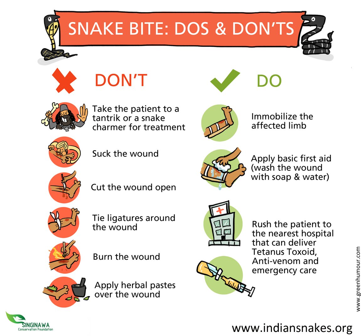 Top 103 + Cartoon snake bite first aid