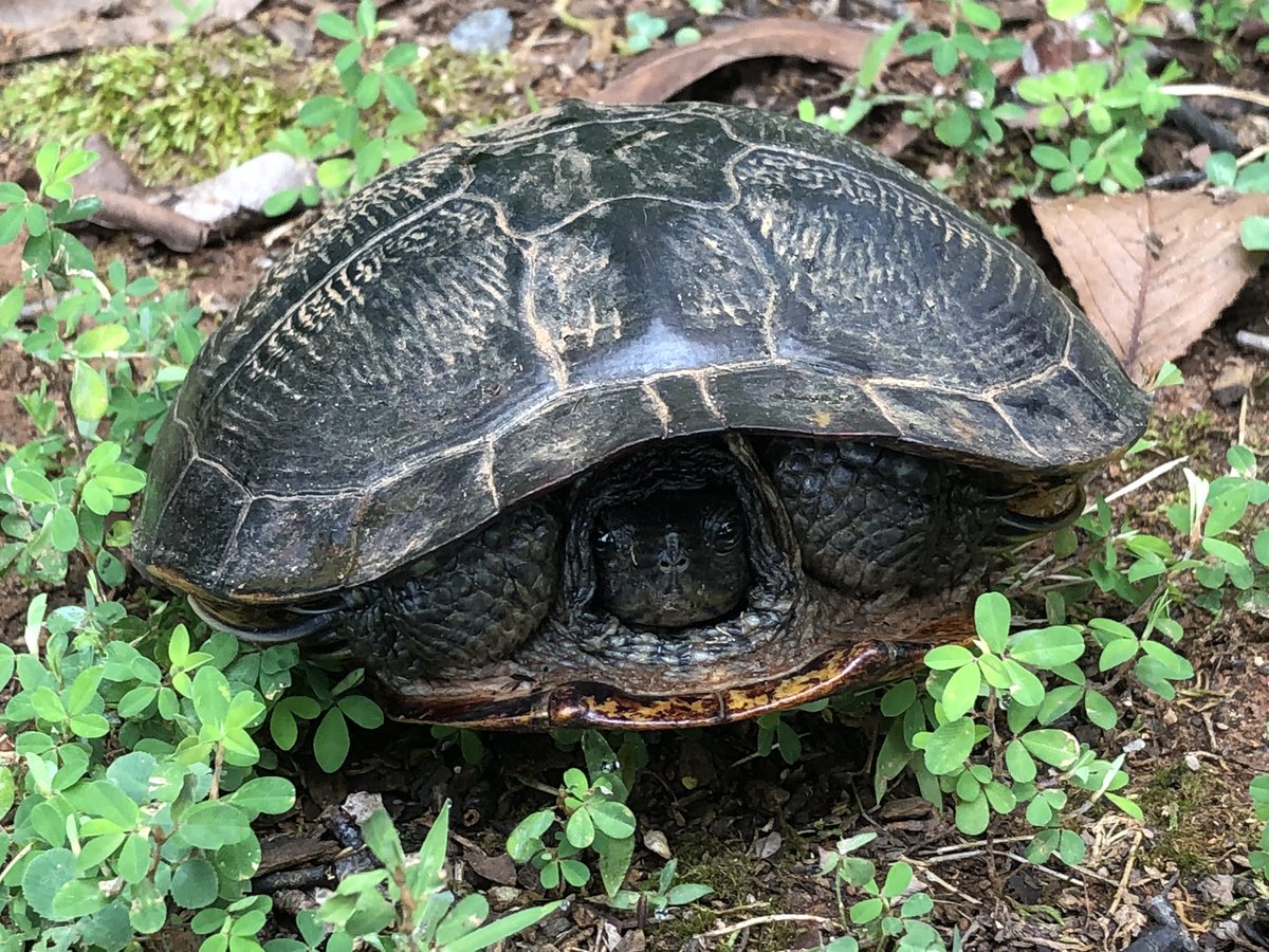 andylallison's tweet photo. New students registering @SweetAppleES met principal AND our summer mascot 🐢 #SAEpride @FultonCoSchools #SAEstill❤️’s🐺Wolfie https://t.co/DeWT8v08ar