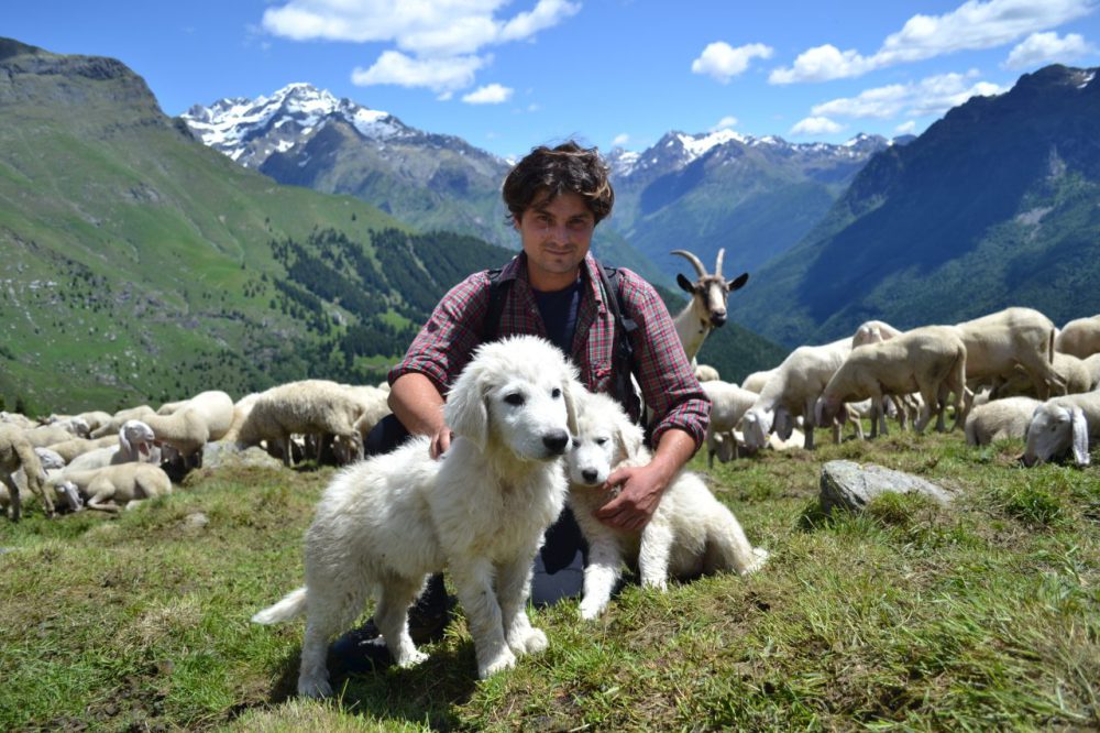 WWFitalia's tweet photo. Al via i campi #WWF che porteranno #studenti di tutta Italia a contatto con il mondo degli allevatori, per favorire la coesistenza tra #pastorizia e grandi #carnivori https://t.co/7G3RxA0VIg #Pasturs https://t.co/Dn9rFLbO0A
