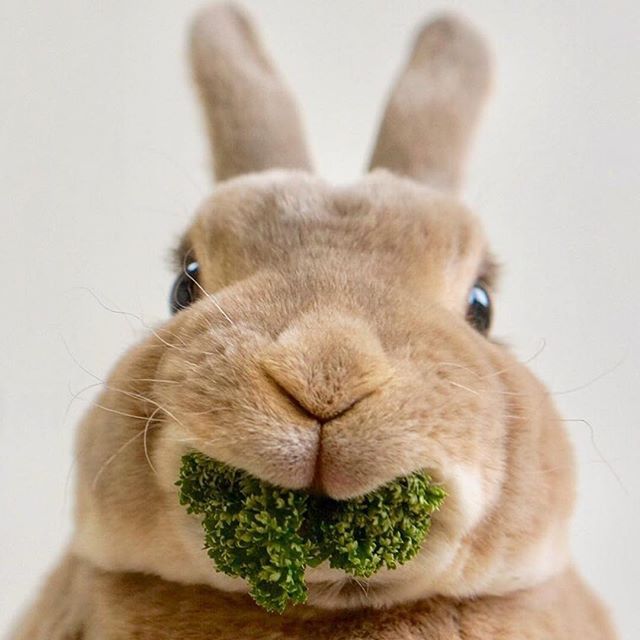 Rabbits_worlds's tweet photo. #Cute #rabbit RT if you love #rabbit
 #rabbits #rabbitsofinstagram #rabbitstagram #rabbitsofig #rabbitsworldwide #rabbitlove #rabbithole #rabbitlife https://t.co/g965o8izH4
